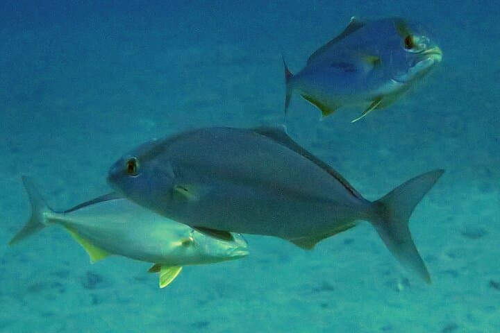 Discover Scuba Diving in Mirabello Bay with Blue Dolphin Team — Beginner Shore Dive in Crete photo 5