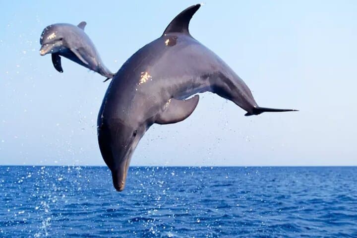 Private Dolphin Watch and Sunset Boat Tour in Port Aransas, TX photo 1