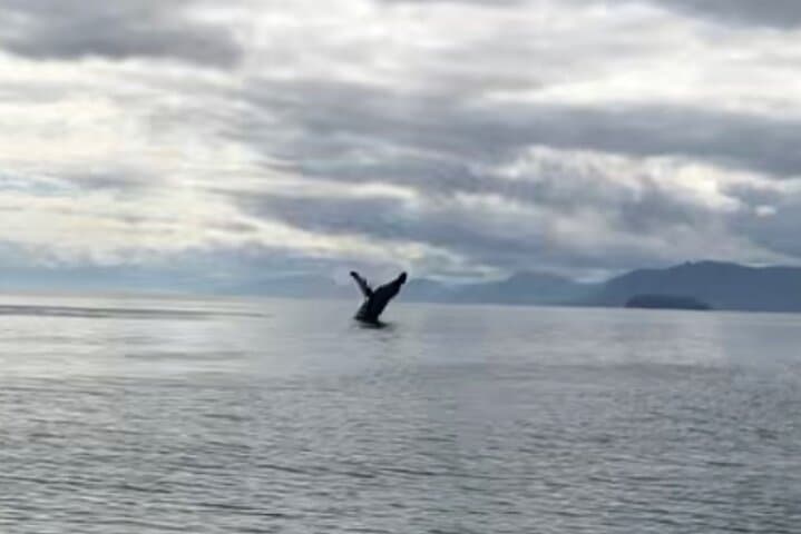 Icy Strait Whale Watching from Hoonah: Humpback and Orca Tours photo 2