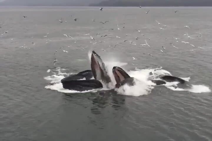 Icy Strait Whale Watching from Hoonah: Humpback and Orca Tours photo 4