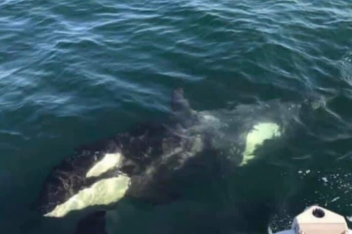 Icy Strait Whale Watching from Hoonah: Humpback and Orca Tours photo 5