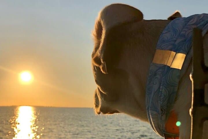Private Dolphin Watch and Sunset Boat Tour in Port Aransas, TX photo 4