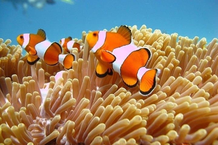 Blue Lagoon Snorkeling in Padangbai: 5‑Hour Tour to Tanjung Jepun photo 4