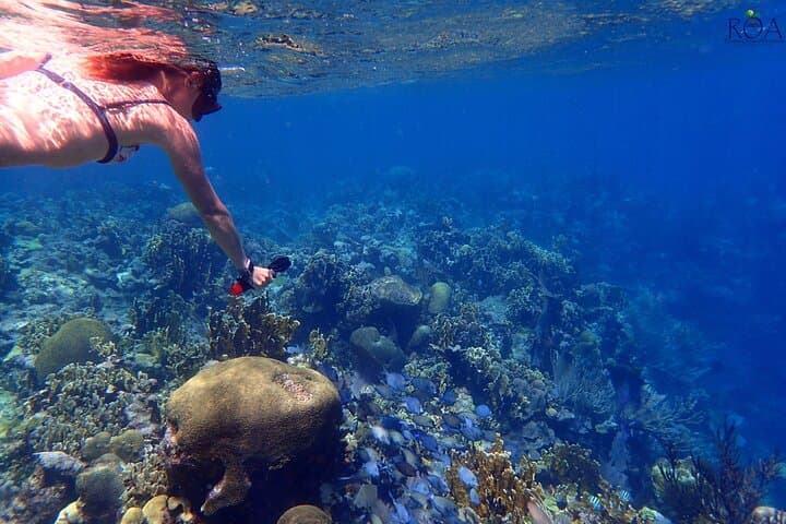 Roatan Reef Snorkel Adventure Small-Group Tours on Roatan Reefs