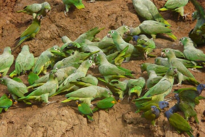 3-Day Manu National Park: Clay Licks, Cloud Forest & Amazon Wildlife