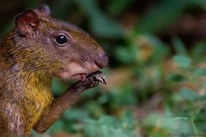 3-Day Manu National Park: Clay Licks, Cloud Forest & Amazon Wildlife photo 2