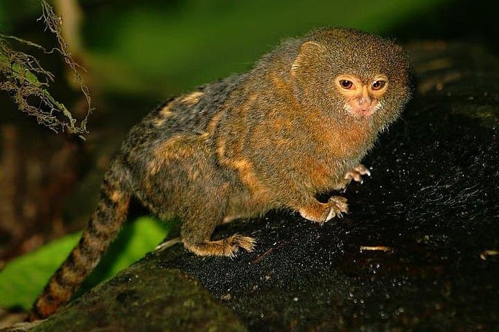 2-Day Sandoval Lake Lodge: Amazon Canoe & Wildlife Experience from Puerto Maldonado photo 2