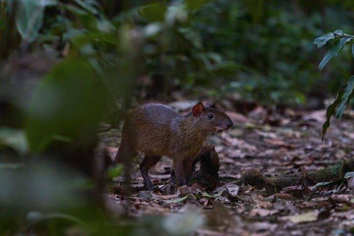 Manu National Park: 4-Day Amazon Wildlife Tour from Cusco