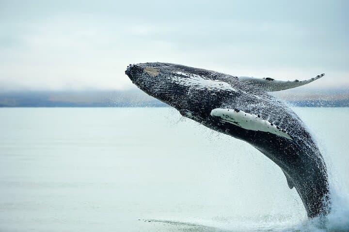 Kaikōura Day Trip from Christchurch: Coastal Wildlife, Peninsula Walks & Scenic Drive photo 2