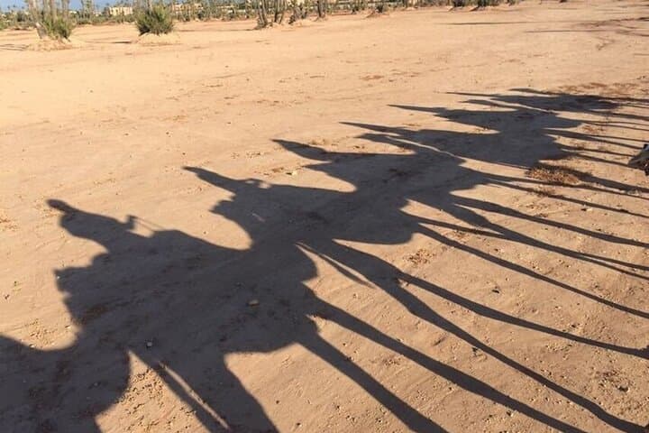 Sunset Camel Ride on the Souss River: Agadir Eucalyptus Trail photo 3