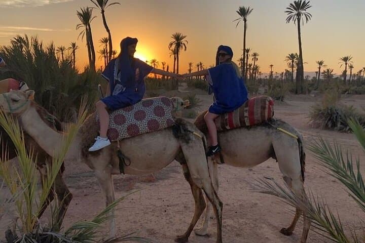 Sunset Camel Ride on the Souss River: Agadir Eucalyptus Trail