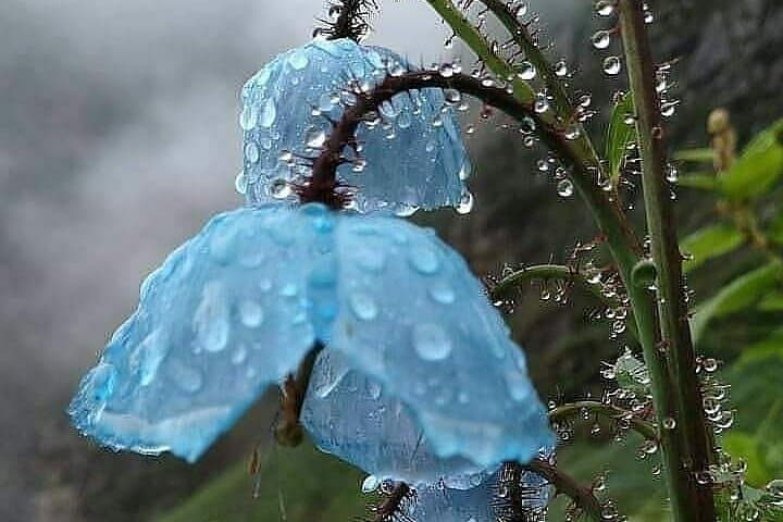 Valley of Flowers 7-Day Trek from Haridwar: Ghangaria, Hemkund Sahib & Alpine Meadows photo 2