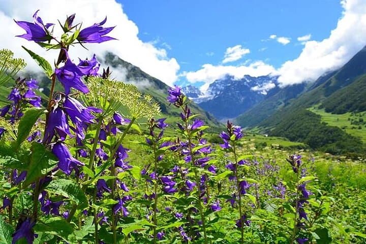 Valley of Flowers 7-Day Trek from Haridwar: Ghangaria, Hemkund Sahib & Alpine Meadows photo 4