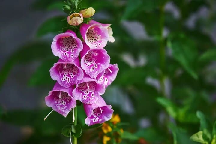 Valley of Flowers 7-Day Trek from Haridwar: Ghangaria, Hemkund Sahib & Alpine Meadows photo 5