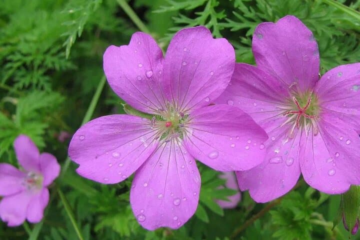Valley of Flowers 7-Day Trek from Haridwar: Ghangaria, Hemkund Sahib & Alpine Meadows photo 6