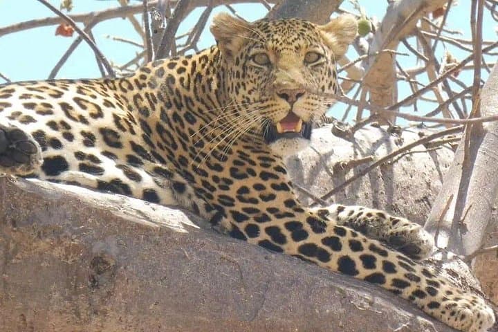 Zanzibar to Nyerere National Park: 3-Day Selous Flight Safari photo 4