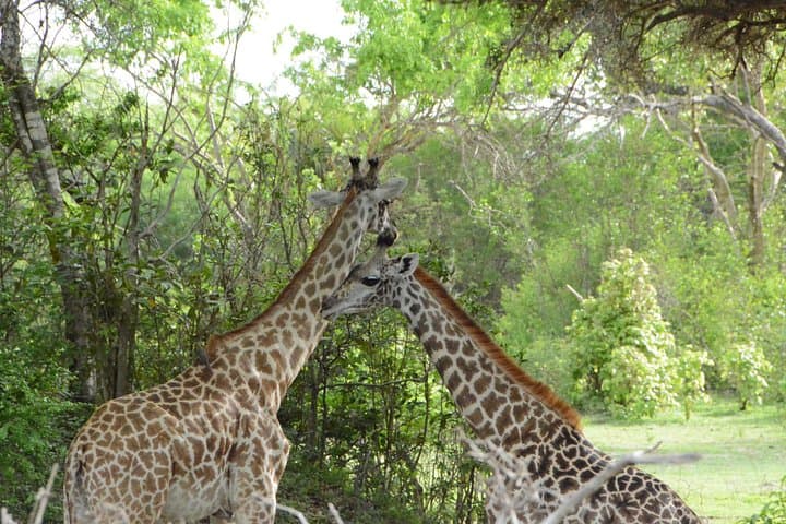 Day Trip Flight from Zanzibar to Mikumi National Park — Full-Day Game Drive from Zanzibar