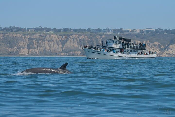 San Diego Whale Watching & Dolphin Cruise from Mission Bay — 2–3 Hour Pacific Safari