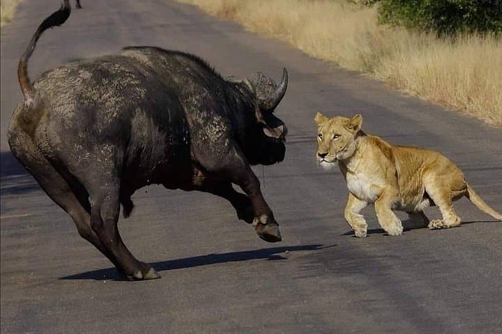 Half-Day Kruger Open Vehicle Safari from Marloth Park — Morning Big Five Drive photo 6