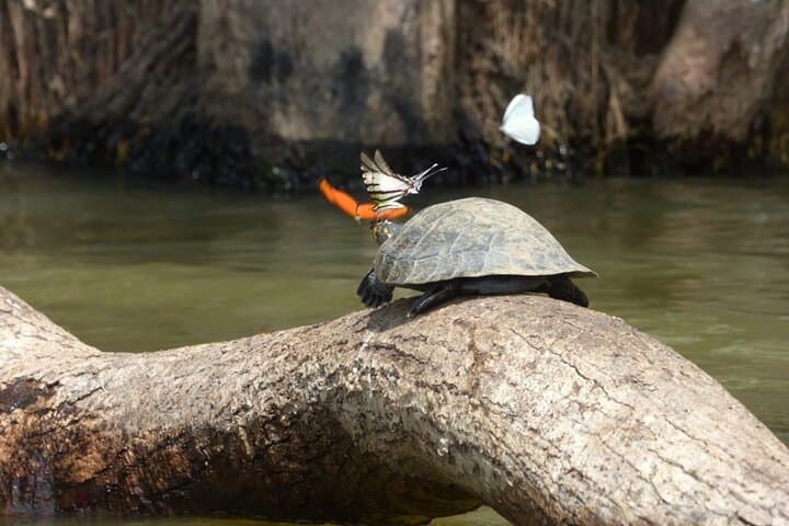 Manu National Park: 4-Day Amazon Wildlife Tour from Cusco photo 2