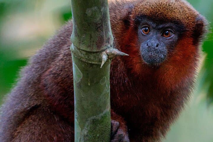 Manu National Park: 4-Day Amazon Wildlife Tour from Cusco photo 4