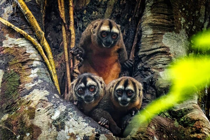Manu National Park: 4-Day Amazon Wildlife Tour from Cusco photo 5