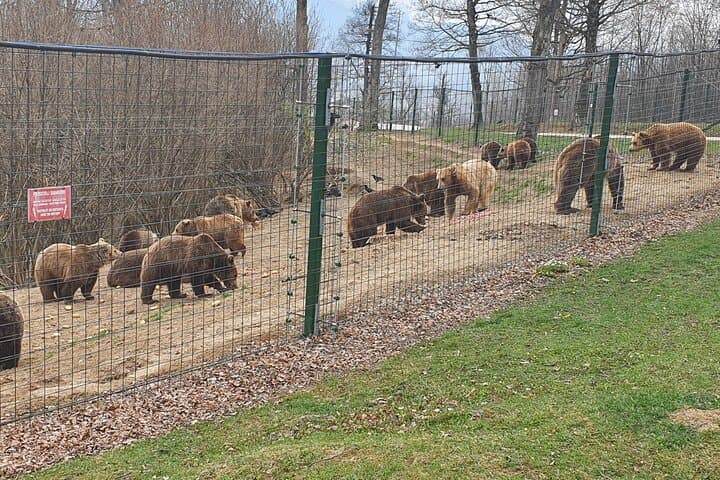 Bear Sanctuary, Bran Castle & Brasov Day Trip from Bucharest — Private Tour photo 6