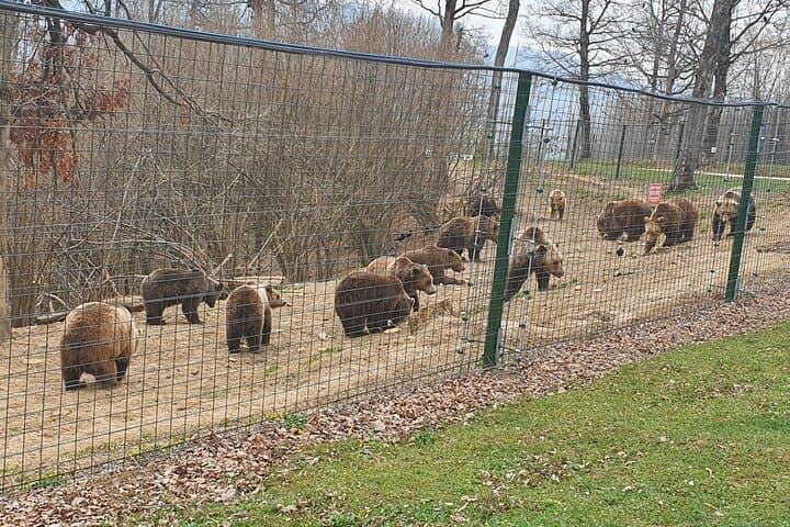 Bears Sanctuary, Dracula Castle & Brasov Day Trip from Bucharest photo 4