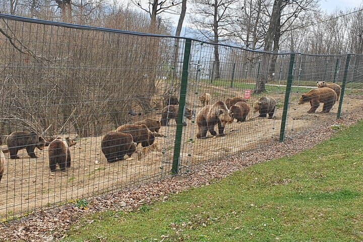 One-Day Transylvania: Bears Sanctuary, Bran Castle & Brasov from Bucharest photo 3