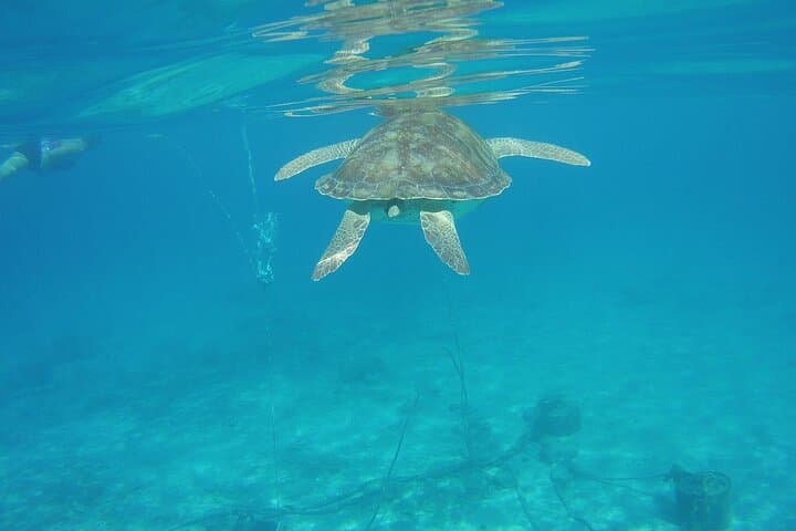 Curacao Sea Turtle Swim & West Side Natural Highlights Tour photo 6