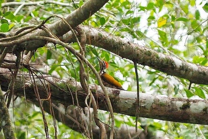 Half-Day Canoe Trip on Takuapa's 'Little Amazon' — Khao Lak Mangrove Safari photo 2