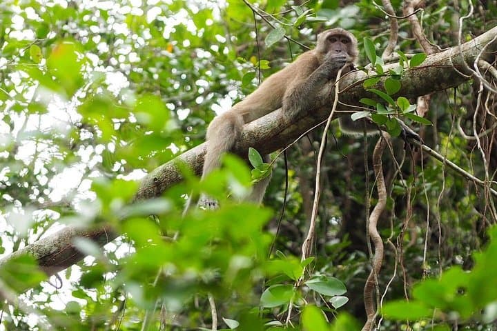 Half-Day Canoe Trip on Takuapa's 'Little Amazon' — Khao Lak Mangrove Safari photo 4