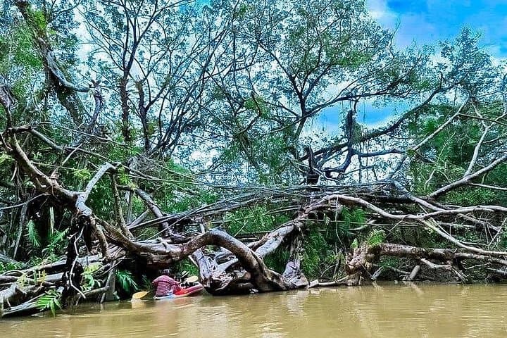 Half-Day Canoe Trip on Takuapa's 'Little Amazon' — Khao Lak Mangrove Safari photo 3