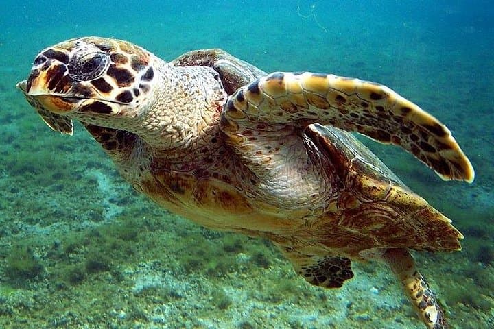 Marsa Mubarak Snorkeling Adventure from Marsa Alam — Full-Day Red Sea Trip photo 1