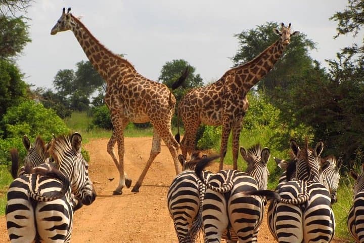 3-Day Safari from Dar es Salaam to Nyerere National Park — Game, Boat & Walking Safari