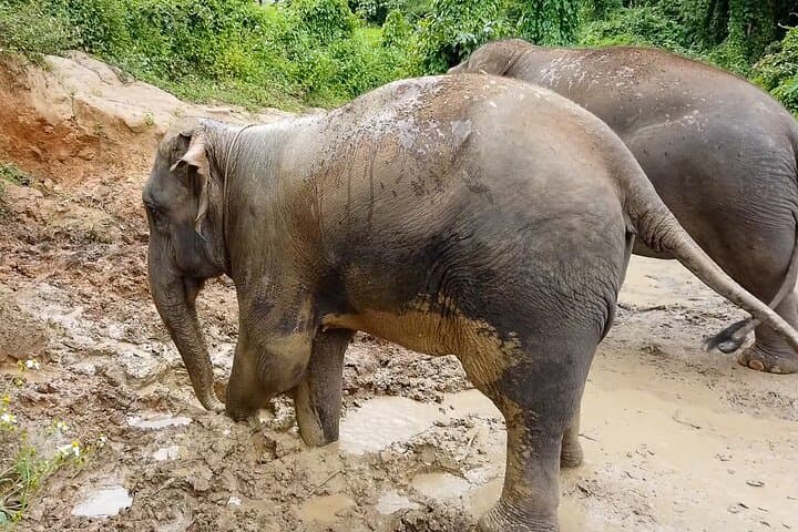 Half-Day Elephant Village Sanctuary Trek Near Chiang Mai photo 3