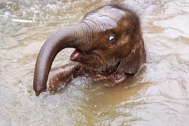 Half-Day Elephant Village Sanctuary Trek Near Chiang Mai photo 2