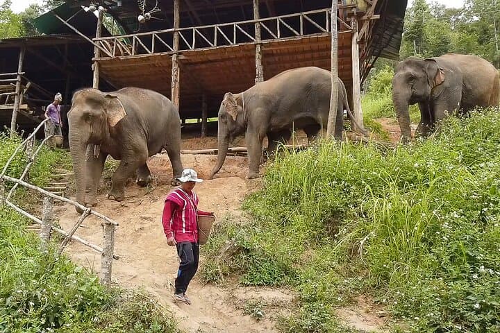 Half-Day Elephant Village Sanctuary Trek Near Chiang Mai