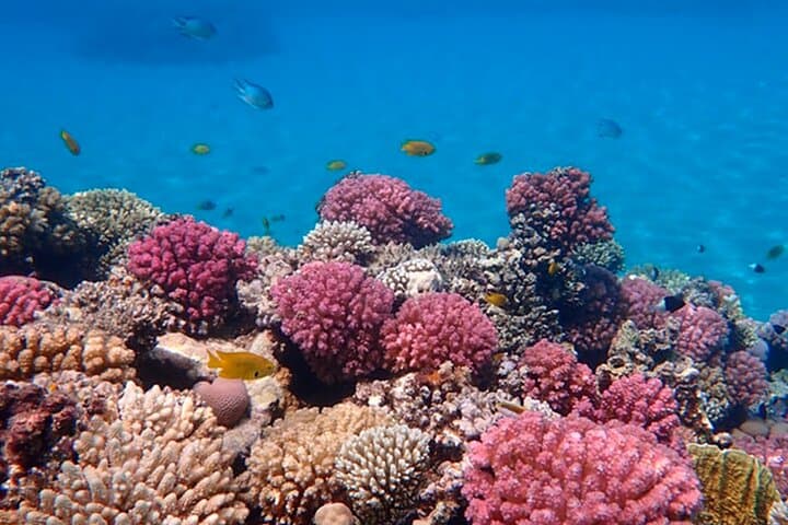 Intro Scuba Diving in Sharm El Sheikh: Red Sea Beginner Boat Dive with Lunch photo 4
