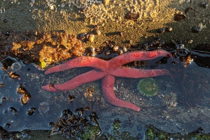 Rialto Beach Tide Pooling: Private Day Hike to Hole-in-the-Wall photo 5