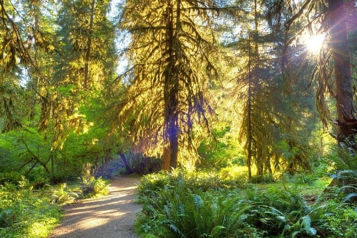 5-Day Olympic Backpacking: Hoh Rainforest to Blue Glacier photo 2