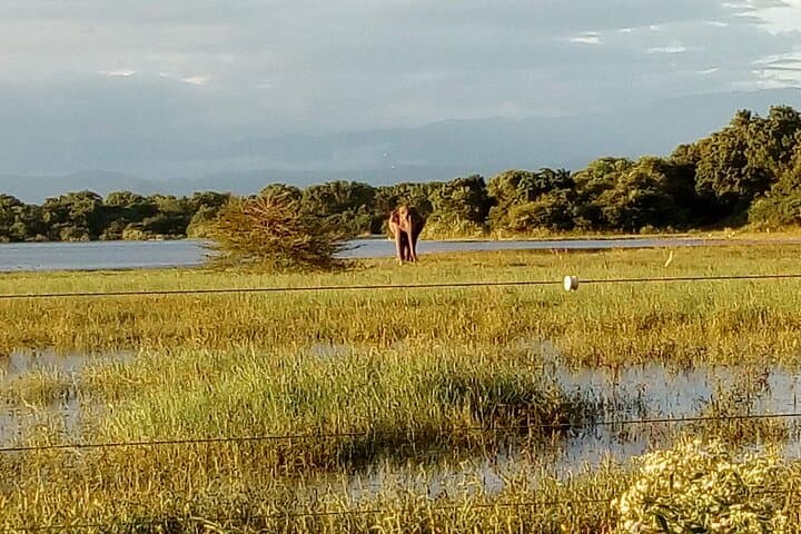 Udawalawe & Yala One-Day Safari: Elephant Herds to Leopard Country photo 1