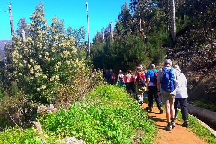Serra D'Água Valley Levada Walk: Easy 5km Hike Through Madeira's Laurisilva photo 2