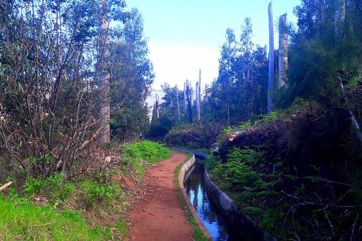 Serra D'Água Valley Levada Walk: Easy 5km Hike Through Madeira's Laurisilva photo 6