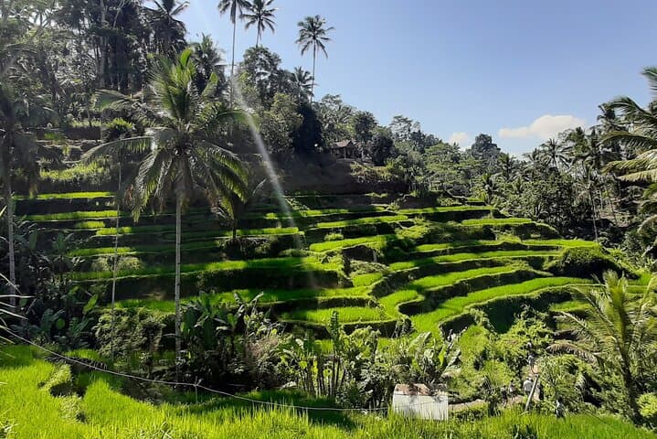 Bali Private Driver: Full-Day English-Speaking Charter from Ubud photo 3