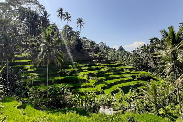 Full-Day Ubud Highlights: Waterfalls, Rice Terraces & Monkey Forest