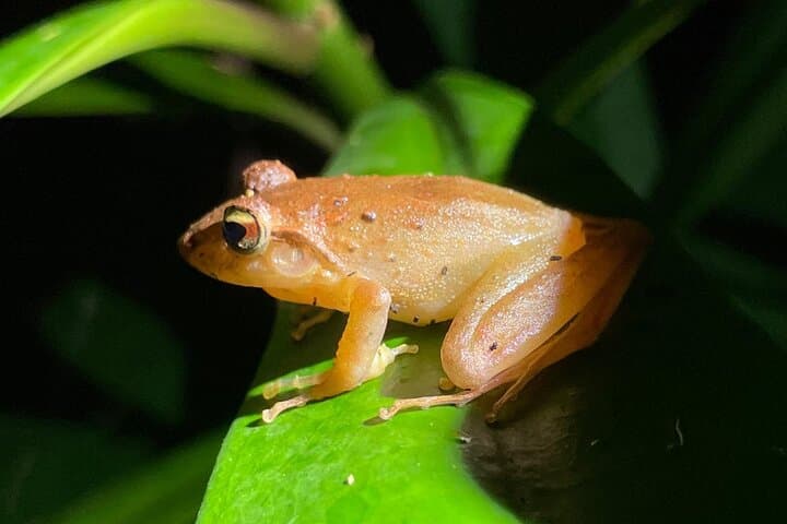 Night Walk Tour Monteverde — After-Dark Wildlife at El Refugio photo 3