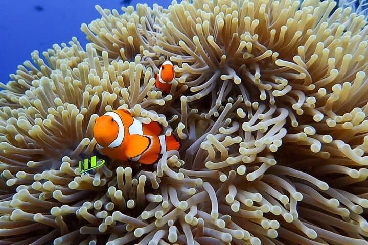 Tulamben USAT Liberty & Coral Garden: Full-Day Scuba Dive from Bali photo 3