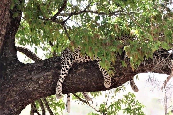 Full-Day Open-Vehicle Safari at Kruger National Park from Crocodile Bridge photo 4
