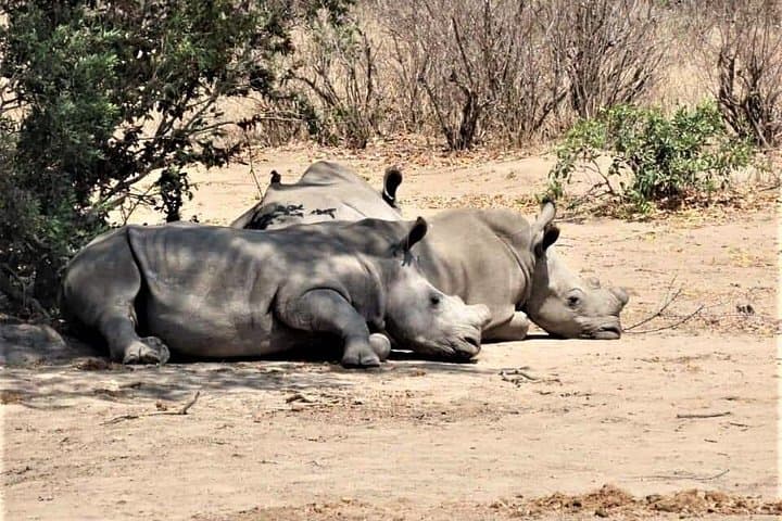 Full-Day Open-Vehicle Safari at Kruger National Park from Crocodile Bridge photo 3